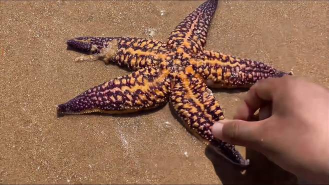 海星